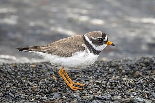 Ringed plover